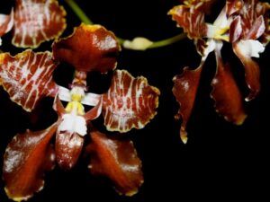 orchids of the inca trail to machu picchu by andean great treks