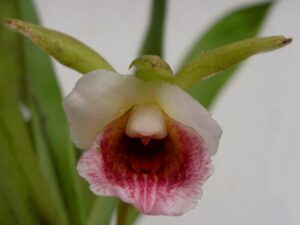 orchids of the inca trail to machu picchu by andean great treks