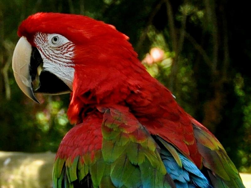 Guacamayo Rojo y Verde