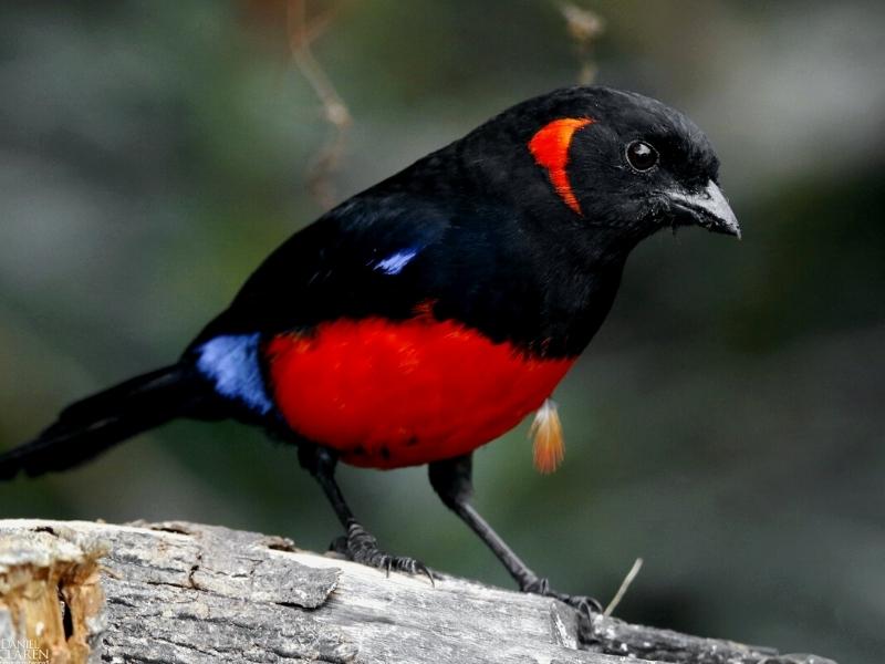 Scarlet Bellied Mountain Tanager