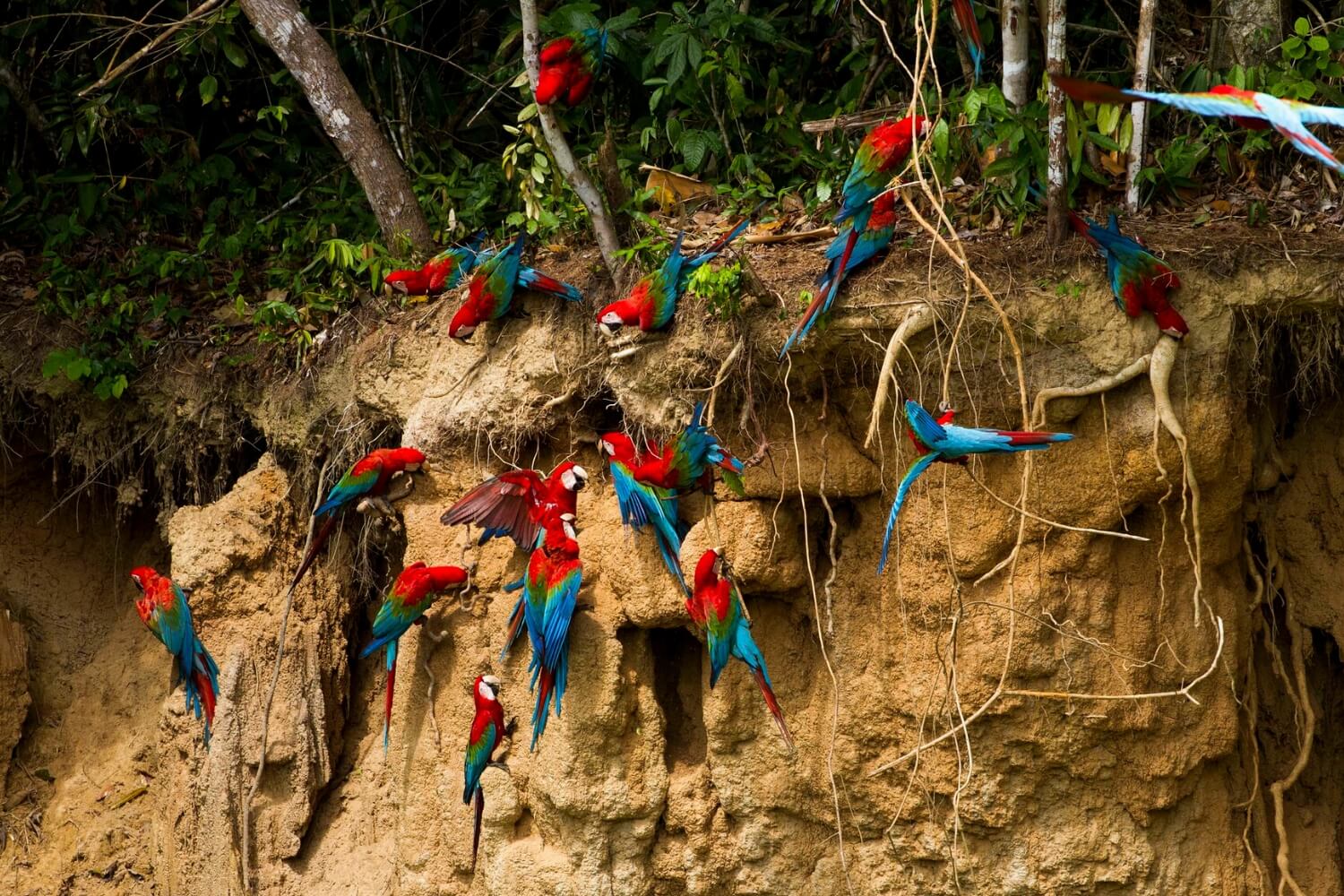 Naturschutzgebiet Tambopata: Einer der am meisten empfohlenen Touristenorte im peruanischen Dschungel