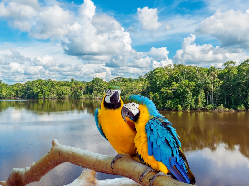 TAMBOPATA JUNGLE AND MACAW CLAY LICK 4 DAYS