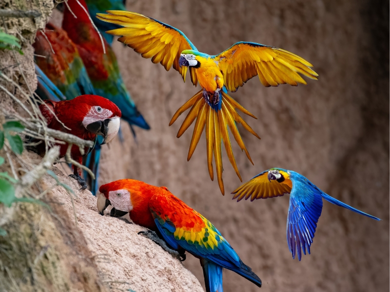 Exploring the Chuncho Macaw Clay lick 