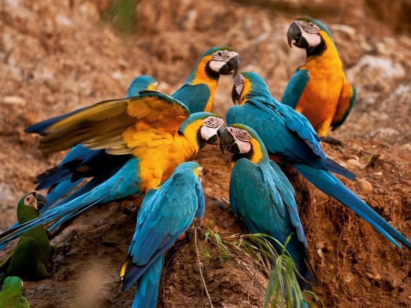 EXPLORING THE MACAW CLAY LICKS 