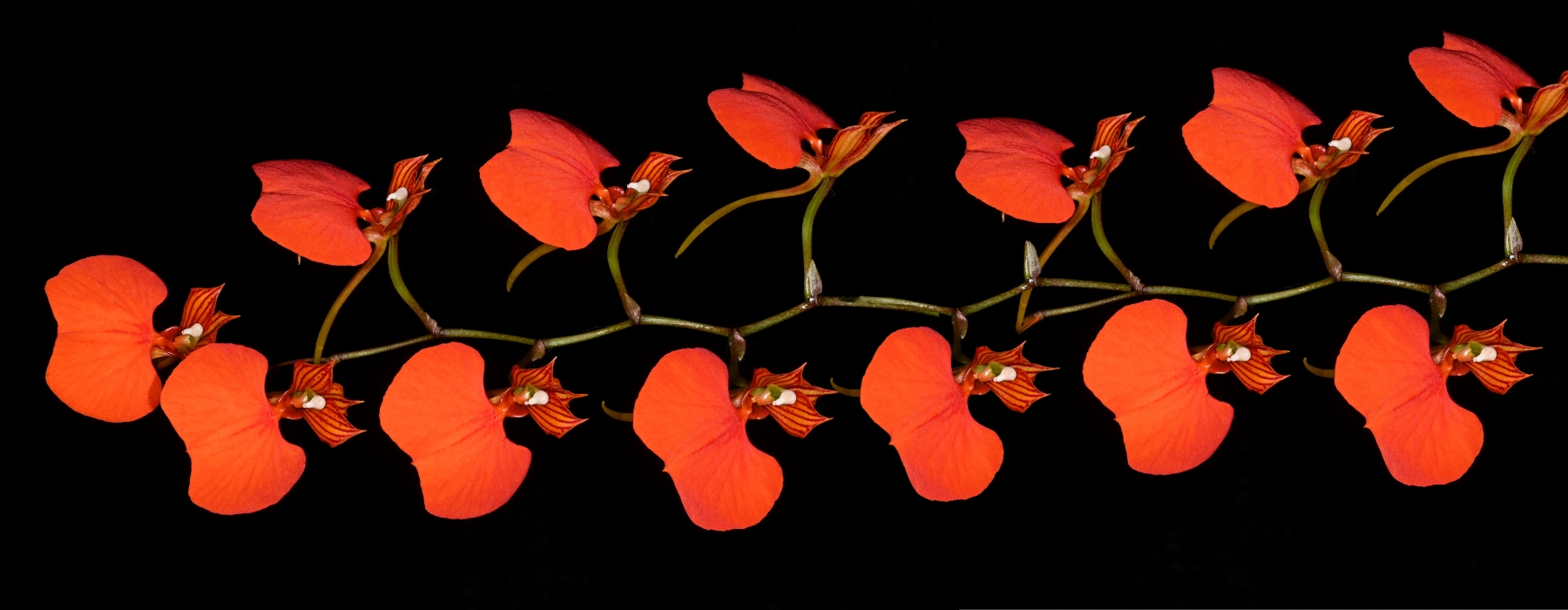THE MOST BEAUTIFUL ORCHIDS OF PERU