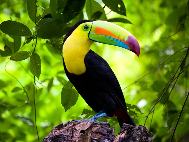 SUCUSARI NATURAL RESERVE – NAPO RIVER – EXPLORNAPO LODGE