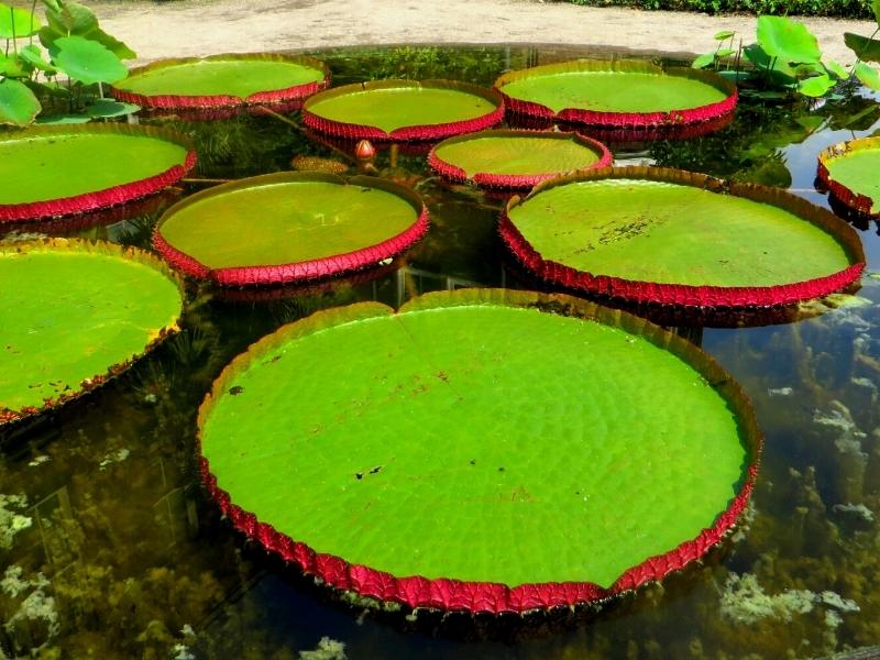 GIANT WATER LILIES (VICTORIA AMAZONICA) 