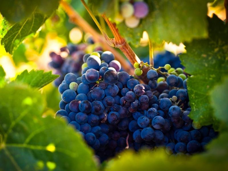 Visita las mejores haciendas vitivinícolas del Perú