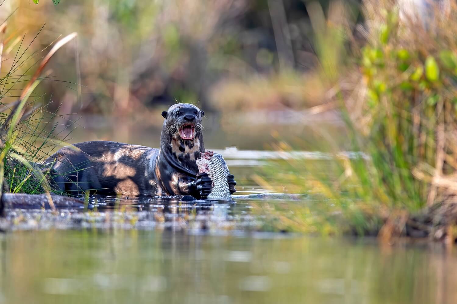 PRACTICE WILDLIFE  SAFETY